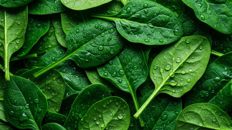 spinach leaves dewy with moisture