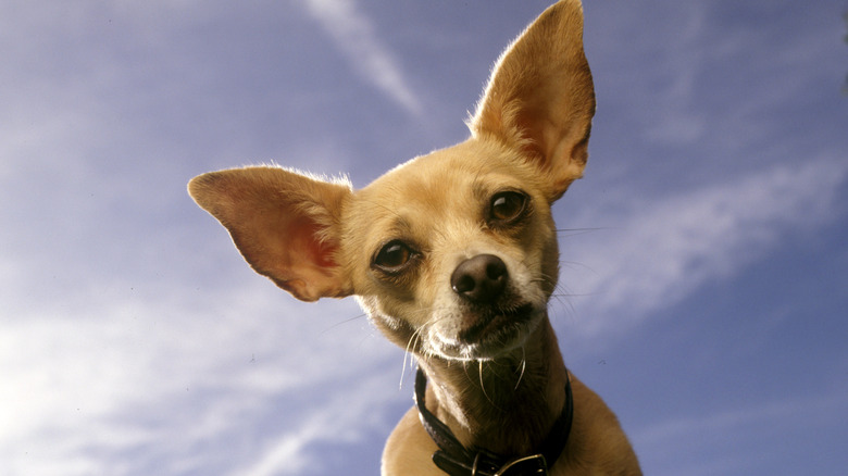 Gidget the Taco Bell dog during a photo session in October 1998