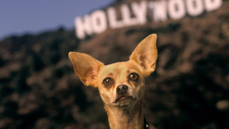 Gidget the Taco Bell dog in 1998 photo with Hollywood sign in background.