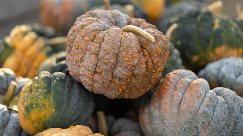 A pile of Black Futsu winter squashes