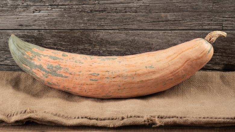 A candy roaster squash on a hessian sack