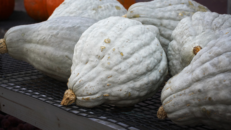 Several hubbard squash on a display