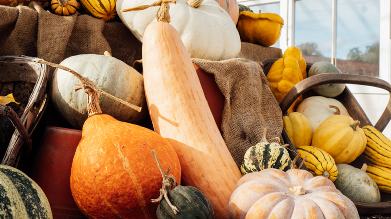 A variety of winter squashes