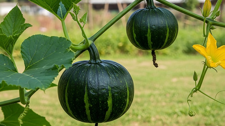 Green kabocha squash growing on a vine