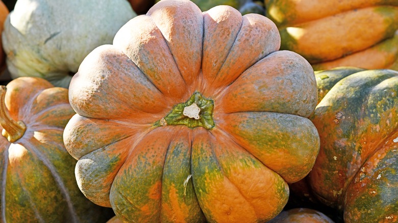 A Musquée de Provence squash