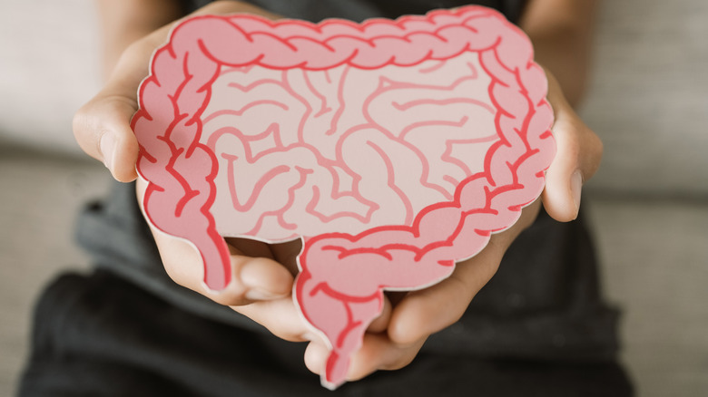 Close up of hands holding intestine shape