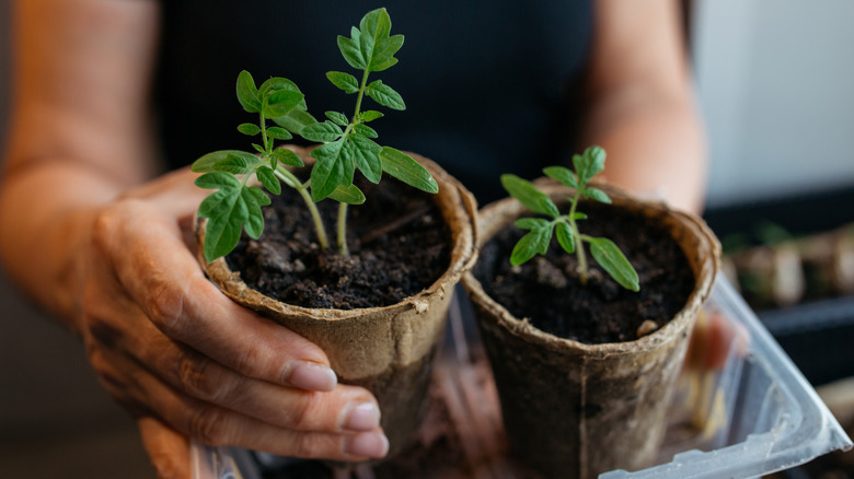 Woman holding a tomato plant seedling