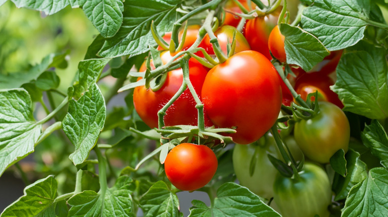 Tomatoes growing on the vine