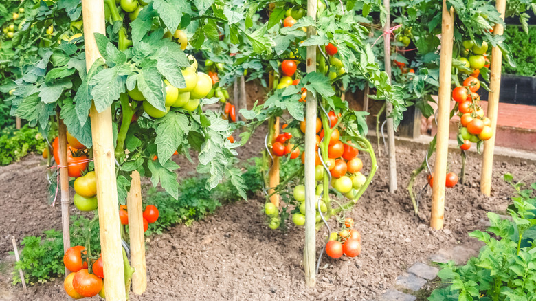 Tomato plants growing in vegetable garden