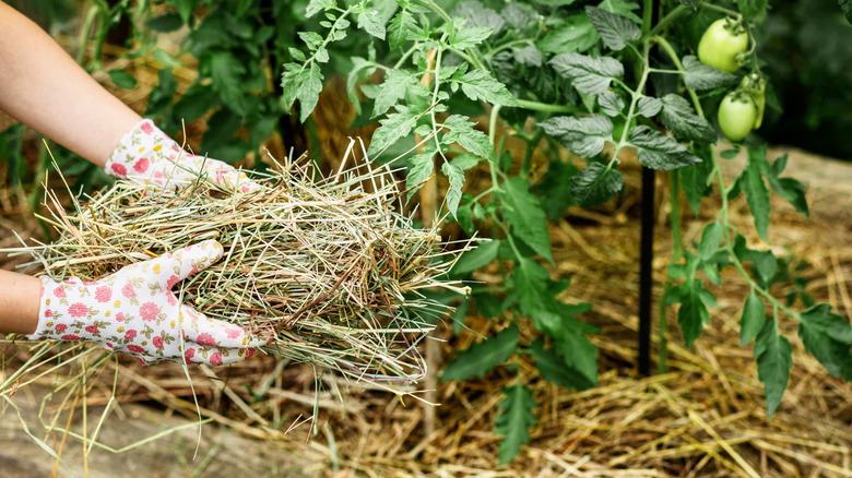 Mulching a tomato bed