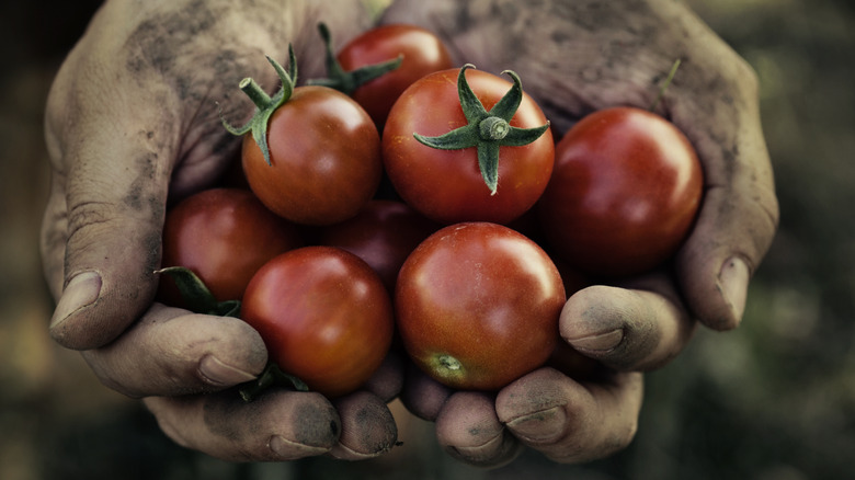 Farmers hands with freshly harvested tomatoes