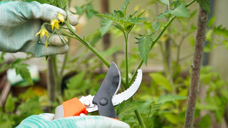 Close-up of tomato plant and hands with pruning shears