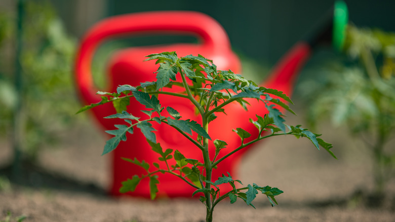 Tomato plant in front of a red watering can