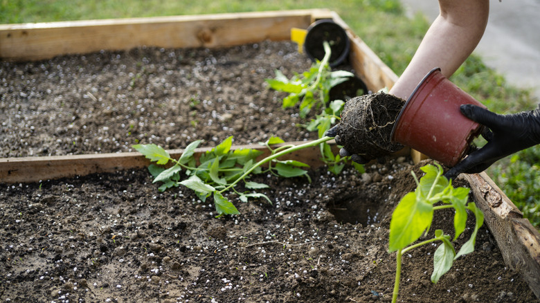 Seedlings in a garden bed