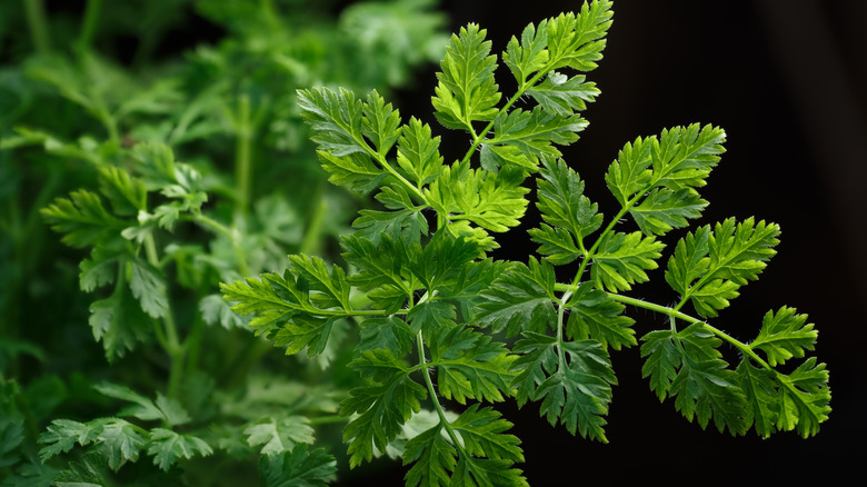 A close-up of chervil leaves on a black background