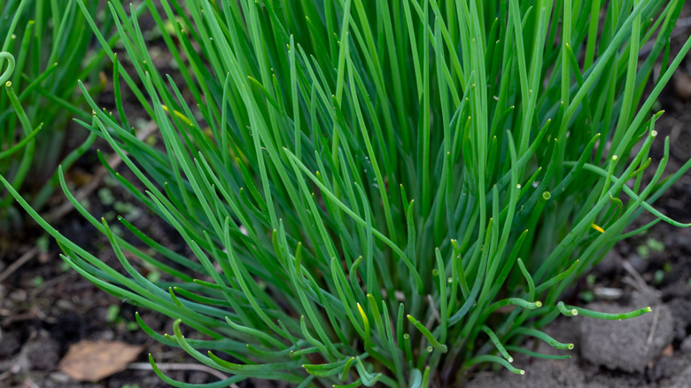 Close-up of chives in the garden