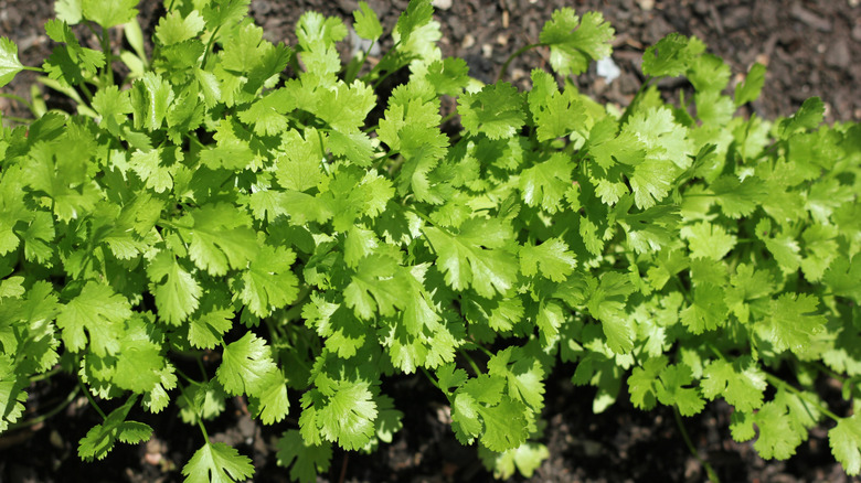 Fresh cilantro growing in a garden