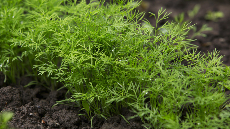 Dill growing in a garden bed