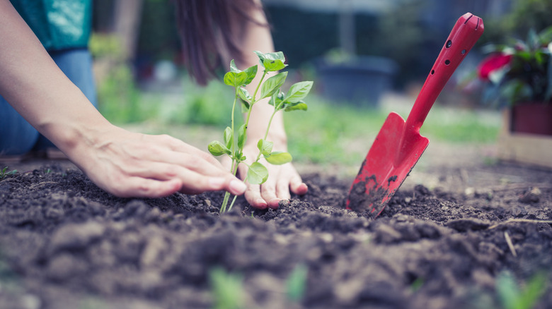 Close-up of someone planting a seedling outside