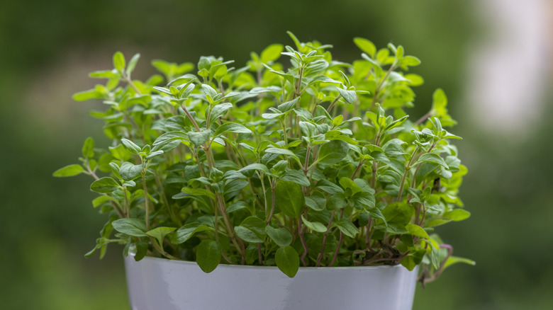Marjoram herb in a white pot outdoors