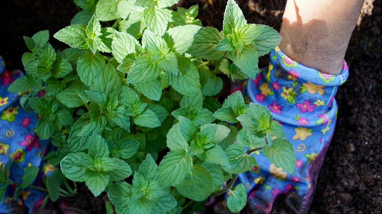 Someone planting mint