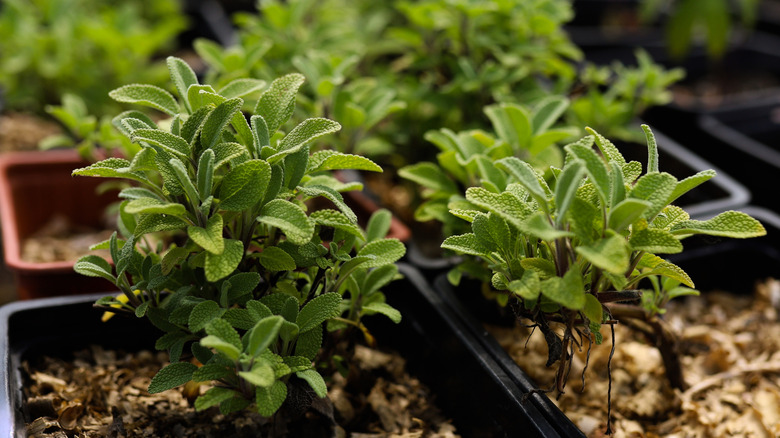 Young oregano seedlings in pots