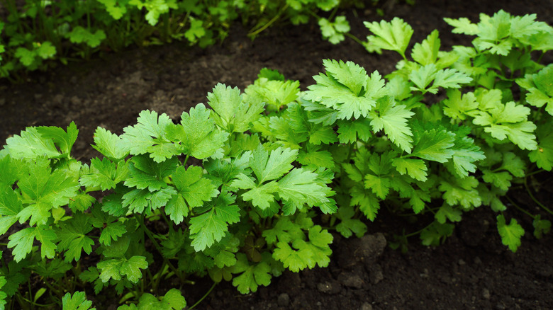 Rows of young parsley plants