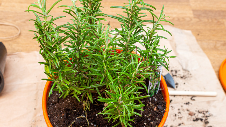 Rosemary in a container