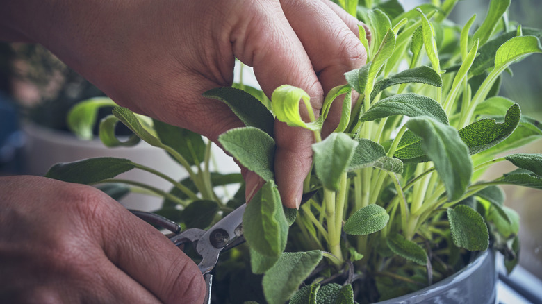 Close-up of someone handling fresh sage