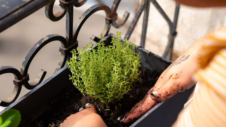 Someone planting a thyme plant
