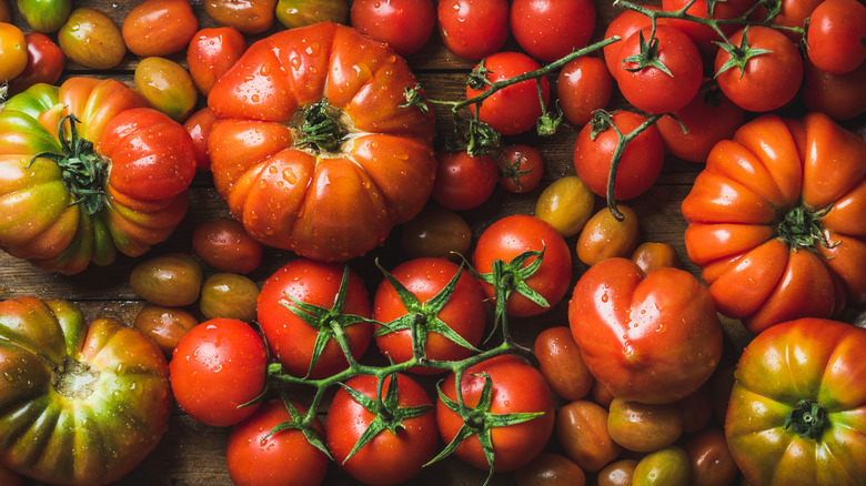 Colorful tomatoes of different kinds