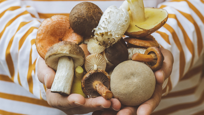 Someone holding several kinds of mushrooms