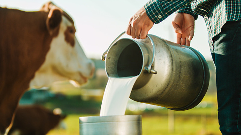 Farmer pouring milk into a canister