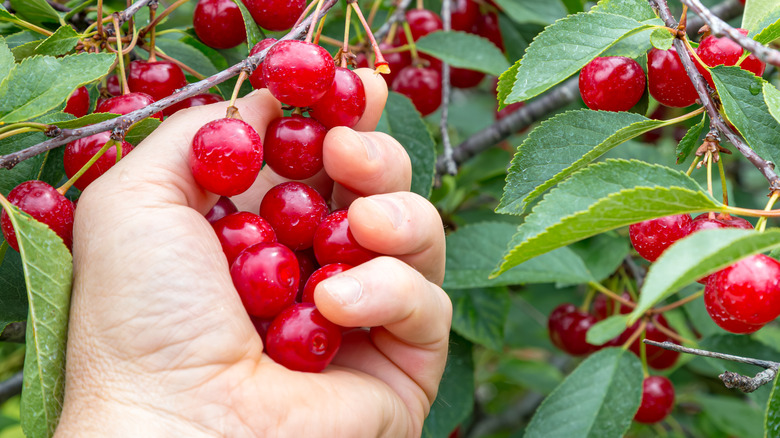 Hand picking tart Montmorency cherries