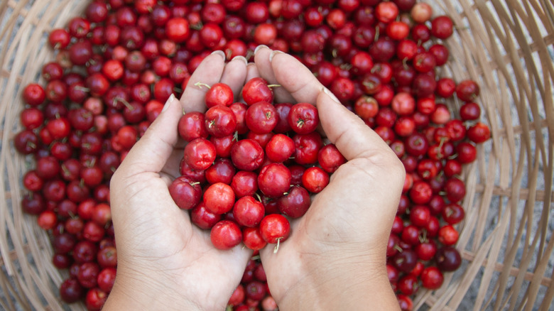Hands holding ripe Acerola cherries