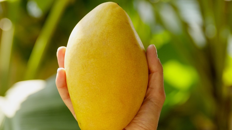 Someone holding an Ataulfo mango