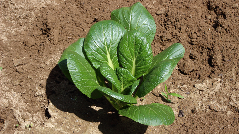 Mustard spinach in the ground
