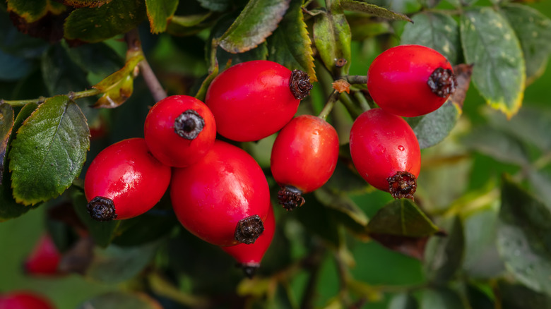 Close-up of rose hip fruit