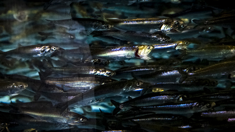 A close-up of a school of fish in the sea