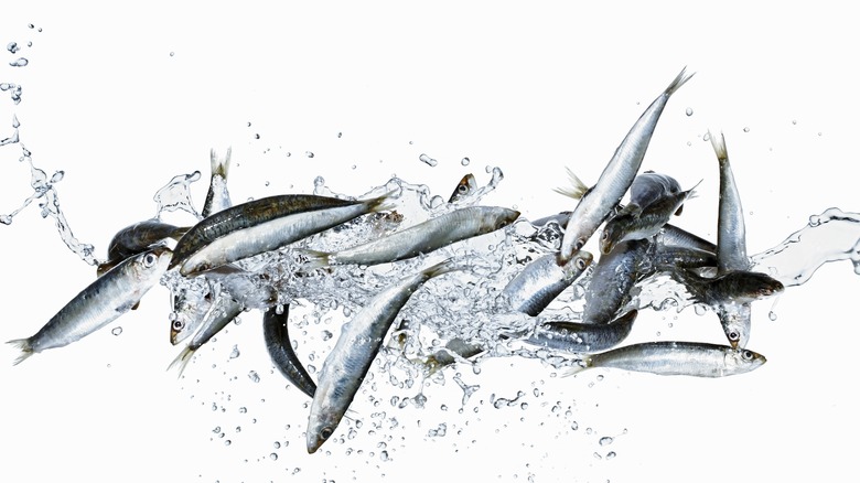 sardines being splashed with water against a white background