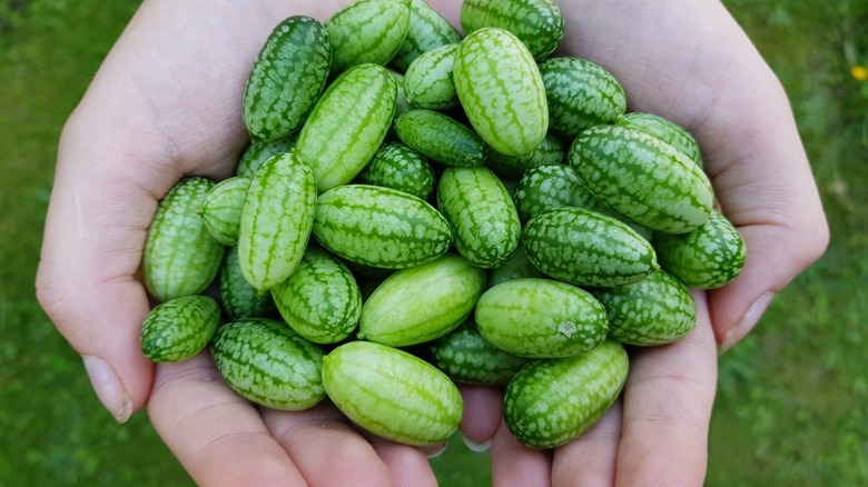 hands hold dozens of green cucamelons