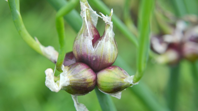 pods of egyptian walking onions