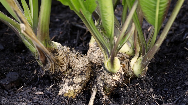 horseradish plants growing in the soil