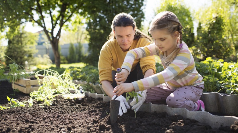 family gardening in raised soil bed