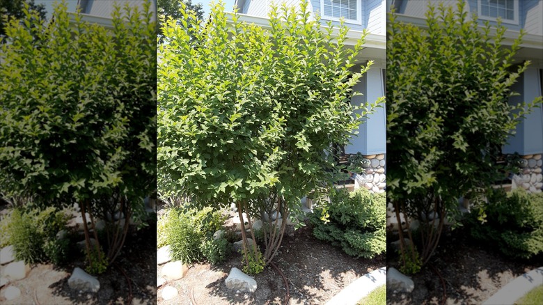 nanking cherry bush in front of house