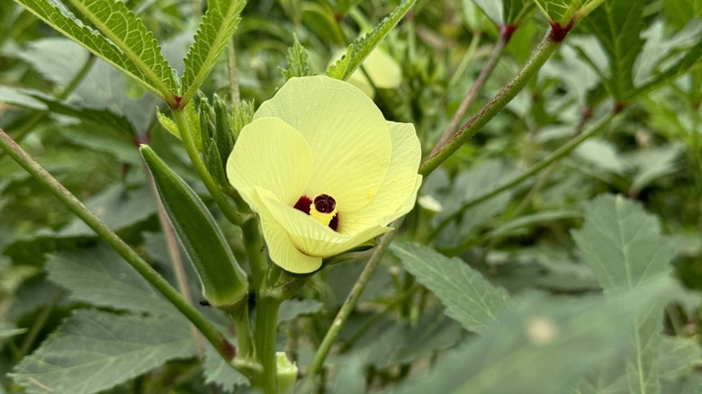 blooming okra flower with okra pod