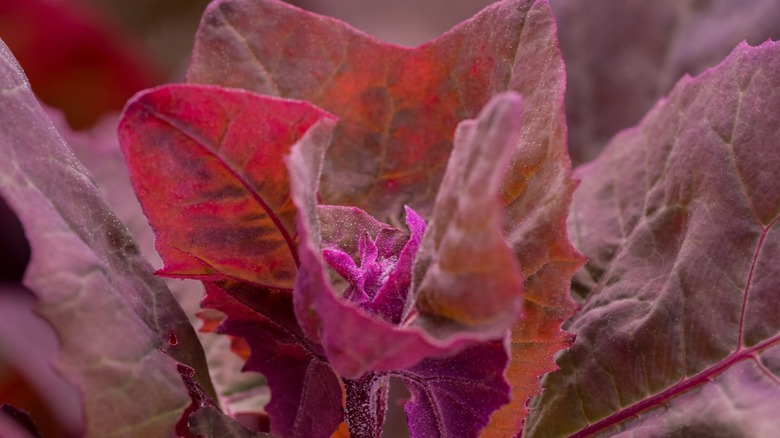 red-hued orach, or mountain spinach