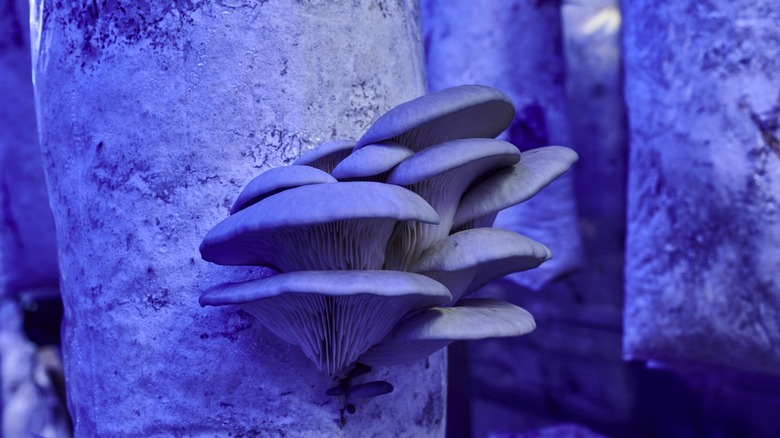 oyster mushrooms growing from a bag of substrate