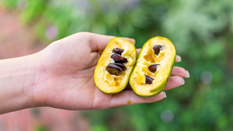 a hand holds a split pawpaw fruit