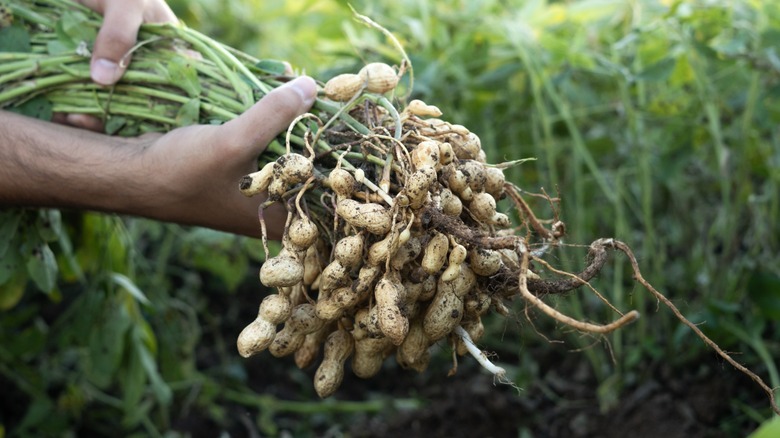 farmer holds handfuls of raw peanuts